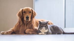 PET